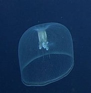 Image result for Deepstaria enigmatica Anatomie. Size: 182 x 183. Source: interactiveoceans.washington.edu