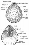 Image result for Rhynchonellata. Size: 120 x 185. Source: www.researchgate.net