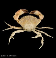 Image result for "paraxanthodes Obtusidens". Size: 180 x 185. Source: www.crustaceology.com
