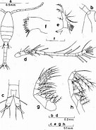 Image result for "oithona Fallax". Size: 136 x 185. Source: copepodes.obs-banyuls.fr