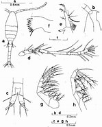 Image result for Oithona fallax Order. Size: 149 x 185. Source: copepodes.obs-banyuls.fr