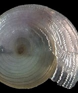 Image result for Oxygyrus. Size: 156 x 185. Source: www.idscaro.net