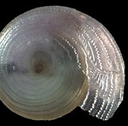 Image result for Oxygyrus. Size: 187 x 185. Source: www.idscaro.net
