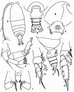 Afbeeldingsresultaten voor Pseudochirella pustulifera Stam. Grootte: 148 x 185. Bron: copepodes.obs-banyuls.fr