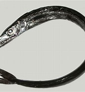 Afbeeldingsresultaten voor "gempylus Serpens". Grootte: 172 x 185. Bron: fishesofaustralia.net.au
