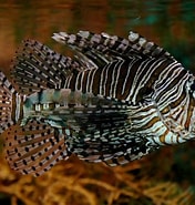 Image result for Scorpaenidae Feiten. Size: 176 x 185. Source: alchetron.com