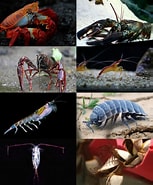 Afbeeldingsresultaten voor Multicrustacea. Grootte: 153 x 185. Bron: www.wikiwand.com