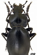 Image result for "procerodes Anatolicus". Size: 123 x 185. Source: carabidae.org