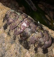Image result for Acanthopleura granulata Stam. Size: 176 x 185. Source: scuba.spanglers.com