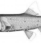 Image result for Bolinichthys photothorax. Size: 176 x 90. Source: fr.wikipedia.org