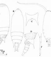 Afbeeldingsresultaten voor Aetideus giesbrechti Stam. Grootte: 165 x 185. Bron: copepodes.obs-banyuls.fr