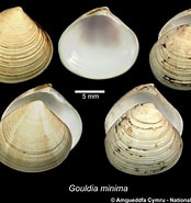 Image result for "gouldia Minima". Size: 174 x 185. Source: naturalhistory.museumwales.ac.uk