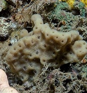 Image result for "spongionella Pulchella". Size: 174 x 185. Source: www.fishbiosystem.ru