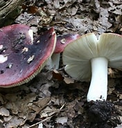 Image result for Russula Klasse. Size: 176 x 185. Source: ultimate-mushroom.com