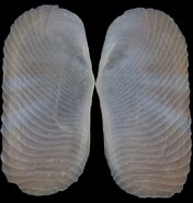 Image result for Solecurtidae Onderklasse. Size: 176 x 185. Source: www.topseashells.com