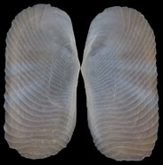Image result for "solecurtus Chamasolen". Size: 183 x 185. Source: www.topseashells.com