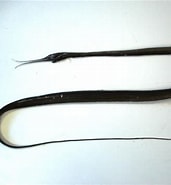 Image result for Nemichthyidae 1859. Size: 171 x 185. Source: www.fishbiosystem.ru