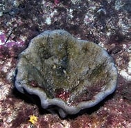 Afbeeldingsresultaten voor "spongia Agaricina". Grootte: 189 x 185. Bron: www.asturnatura.com