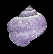 Image result for "janthina Exigua". Size: 180 x 185. Source: www.mollusca.co.nz