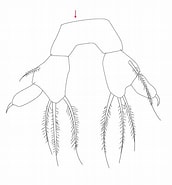 Image result for Arietellus aculeatus Order. Size: 172 x 185. Source: bio.odb.ntu.edu.tw