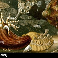 Image result for Sphenotrochus. Size: 185 x 185. Source: www.alamy.com