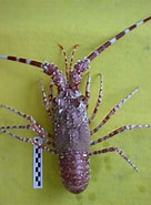 Image result for Palinurus mauritanicus Rijk. Size: 136 x 185. Source: asociacionanamar.blogspot.com