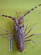 Image result for Palinurus mauritanicus Order. Size: 137 x 185. Source: asociacionanamar.blogspot.com