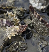 Image result for Japanse oester Klasse. Size: 173 x 185. Source: www.parool.nl