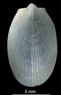 Afbeeldingsresultaten voor "limatula Gwyni". Grootte: 120 x 185. Bron: naturalhistory.museumwales.ac.uk