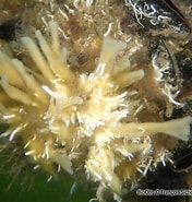Image result for Halichondria Halichondria Genitrix Klasse. Size: 176 x 185. Source: bioobs.fr