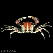 Image result for Carcinoplax Superorder. Size: 184 x 185. Source: www.crustaceology.com