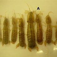 Image result for Rissoides desmaresti Verwante Zoekopdrachten. Size: 183 x 185. Source: www.cambridge.org
