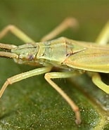 Image result for Temorites elongata Stam. Size: 155 x 185. Source: www.ahw.me