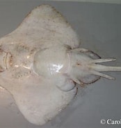 Image result for "raja Bathyphila". Size: 174 x 185. Source: www.dfo-mpo.gc.ca