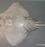 Image result for "raja Bathyphila". Size: 176 x 185. Source: www.dfo-mpo.gc.ca