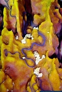 Afbeeldingsresultaten voor Clathrina Arabica species. Grootte: 126 x 185. Bron: www.poppe-images.com