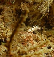 Image result for "doto Fragilis". Size: 176 x 185. Source: www.arransealife.co.uk