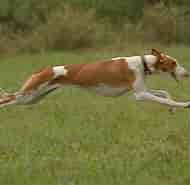 Image result for World Dansk Fritid Husdyr Hunde racer Mynder Podenco Ibicenco. Size: 190 x 185. Source: www.blogcanin.com