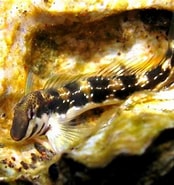 Image result for "lipophrys Adriaticus". Size: 174 x 185. Source: www.fishbase.se