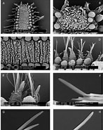 Afbeeldingsresultaten voor Sphaerodoropsis disticha. Grootte: 147 x 185. Bron: www.researchgate.net