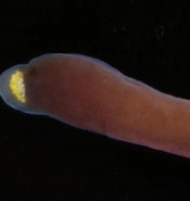 Bildresultat för "micrura Purpurea". Storlek: 175 x 185. Källa: www.aphotomarine.com