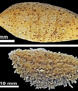 Image result for Phyllophorus holothurioides Klasse. Size: 159 x 185. Source: www.researchgate.net