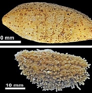 Afbeeldingsresultaten voor Phyllophorus holothurioides Orde. Grootte: 183 x 185. Bron: www.researchgate.net