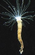 Afbeeldingsresultaten voor Nausithoe aurea. Grootte: 120 x 185. Bron: www.marinespecies.org