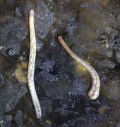 Afbeeldingsresultaten voor Amphiporus lactifloreus. Grootte: 174 x 185. Bron: www.beachexplorer.org