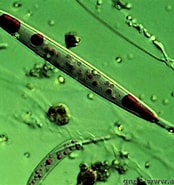 Image result for Nematocyste. Size: 174 x 185. Source: www.aquaportail.com