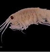 Image result for Rhachotropis helleri. Size: 177 x 113. Source: commons.wikimedia.org
