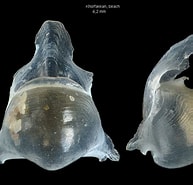 Image result for "diacavolinia Flexipes". Size: 193 x 185. Source: ingokurtz.jimdofree.com