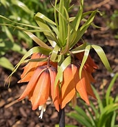 Afbeeldingsresultaten voor "fritillaria Aberrans". Grootte: 171 x 185. Bron: www.naturalpedia.com