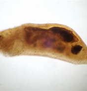Afbeeldingsresultaten voor "dinophilus Taeniatus". Grootte: 176 x 185. Bron: www.aphotomarine.com